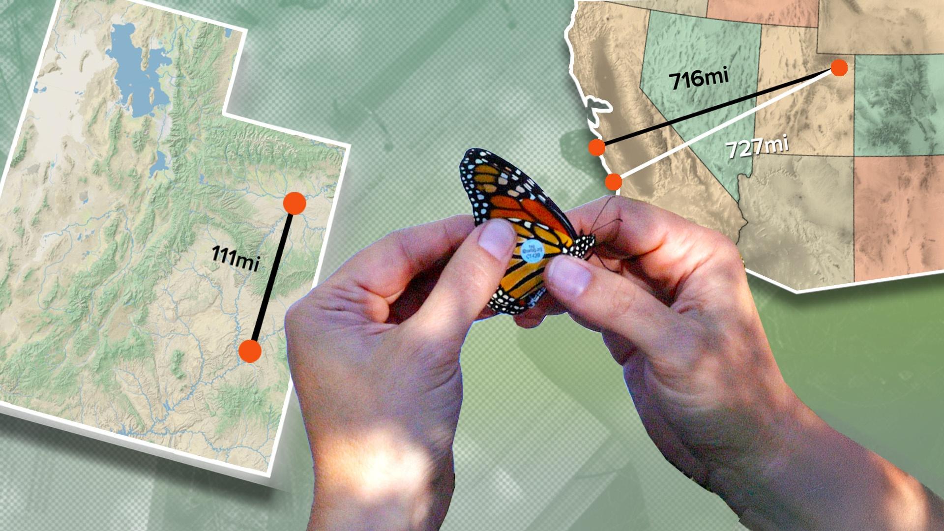 A pea-sized sticker is helping researchers track Monarch butterflies.