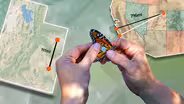 How to Track a Monarch Butterfly