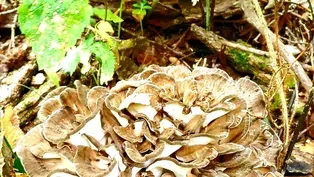 Fast Forage: Hen of the Woods