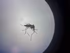 What's behind the recent surge in mosquito-borne illnesses