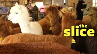Alpaca Shearing - The How and Why