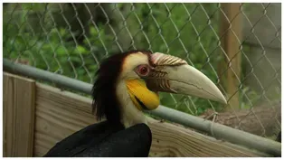 Animals of the North Florida Wildlife Center