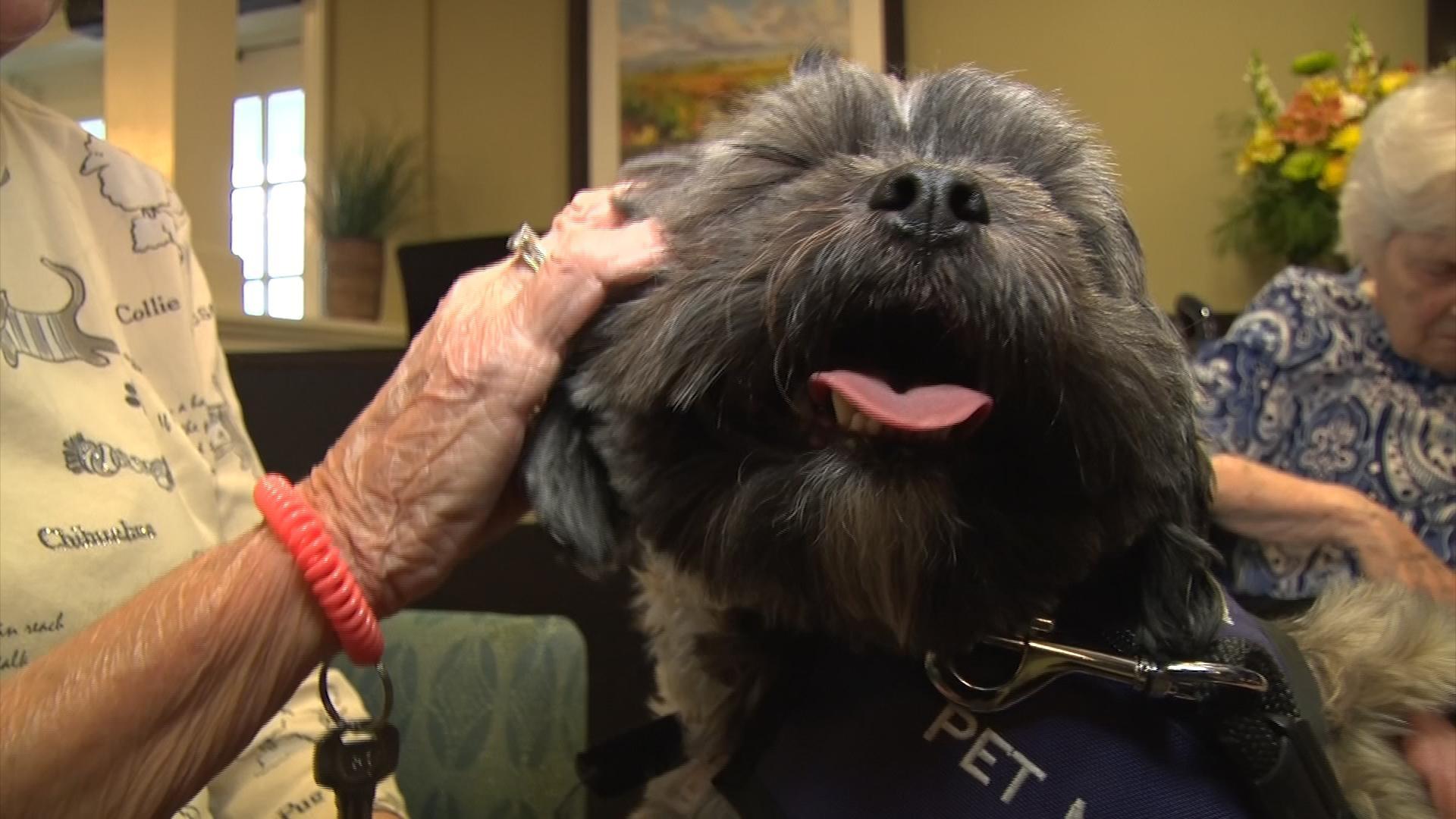 Therapy Animals Provide Creature Comfort Season 2019 Episode