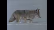 Yellowstone in Winter