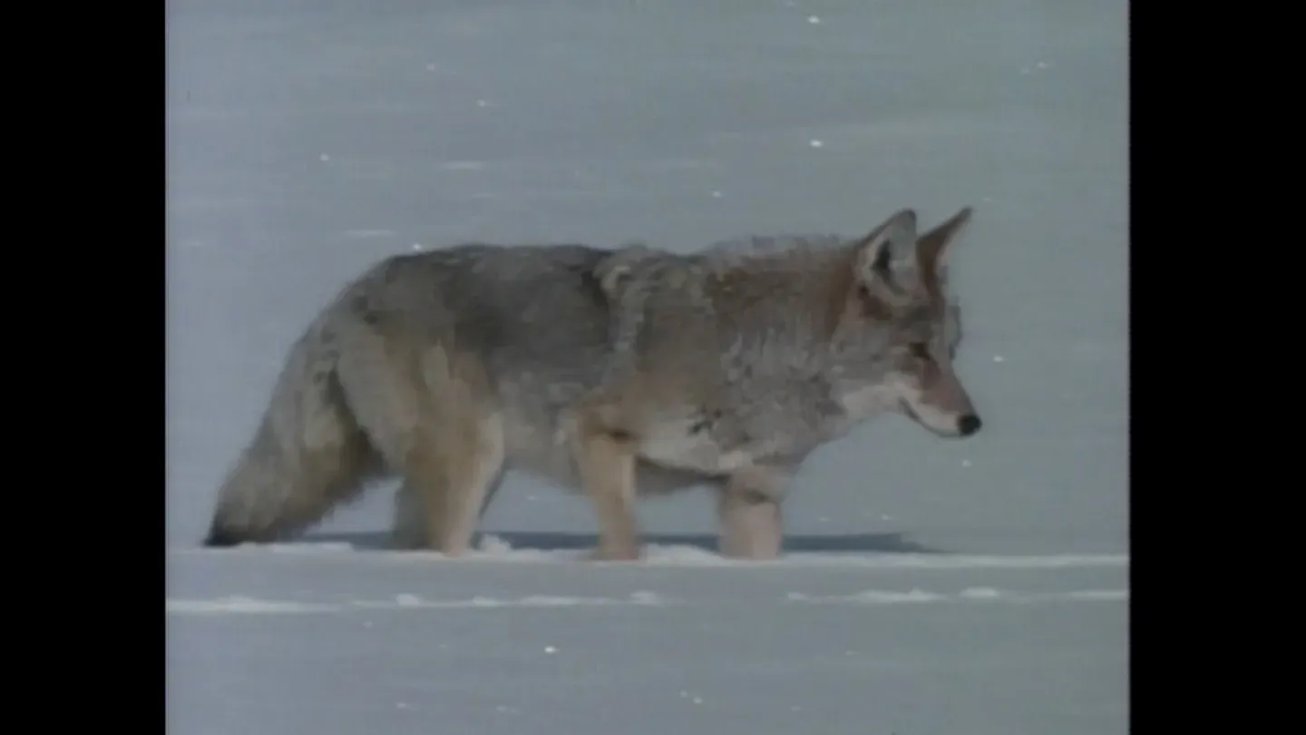 Yellowstone in Winter