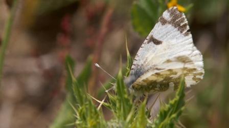 Video thumbnail: OPB Science From the Northwest What Will Climate Change do to San Juan Island’s Butterflies