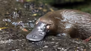 Preview of The Platypus Guardian