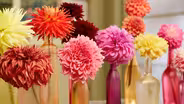 Beauty from the Flower Farm