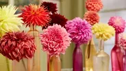 Beauty from the Flower Farm