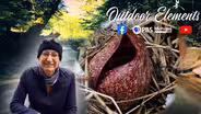 Wet and Weird Skunk Cabbage
