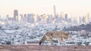 Bay Area Bountiful: California Wildlife