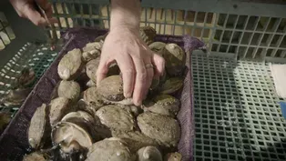 How The Cultured Abalone Farm Could Be Key to Conservation