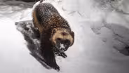Cascades Wolverine Project | Oregon Field Guide