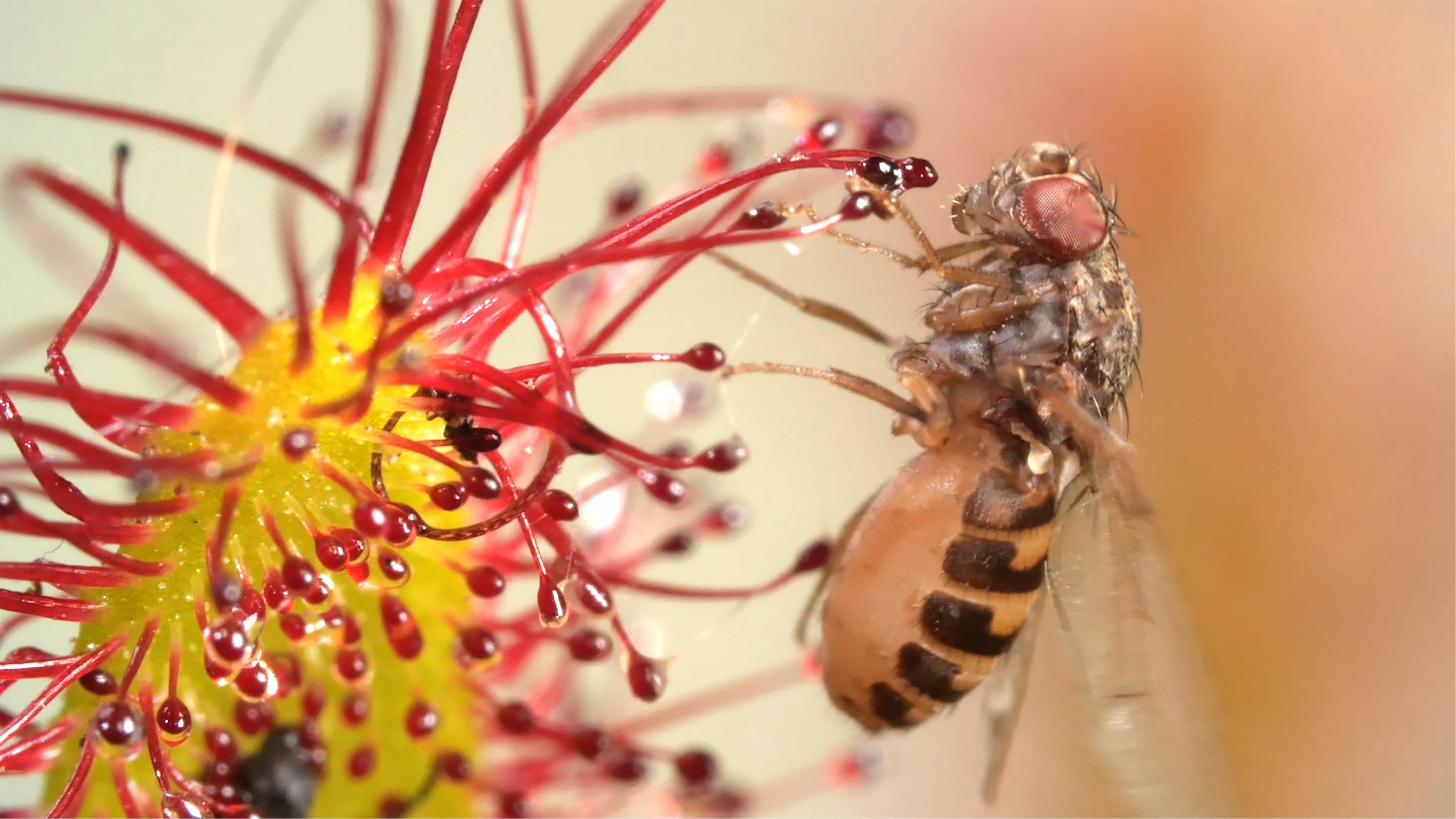 sundew eating insects