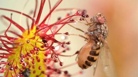 Video thumbnail: Deep Look Cape Sundews Trap Bugs In A Sticky Situation