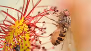 Cape Sundews Trap Bugs In A Sticky Situation