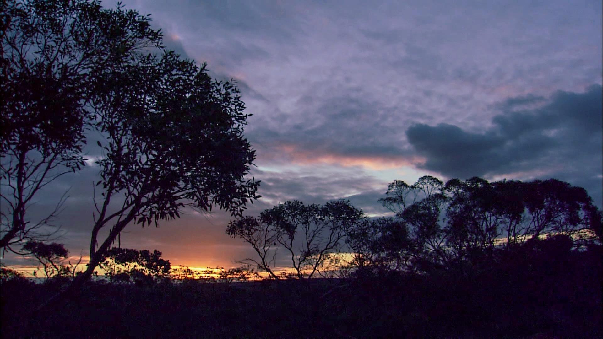 Mending Australia's Ancient Forest