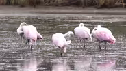 Remarkable Birds