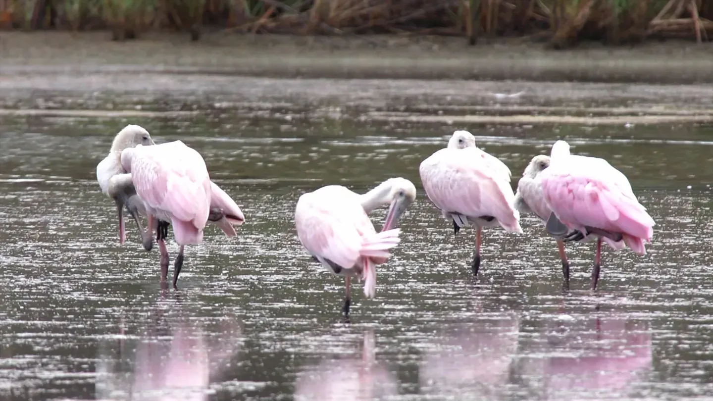 Remarkable Birds
