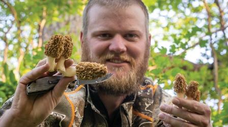 Video thumbnail: Prairie Sportsman Preview of Turkeys and Woodpeckers