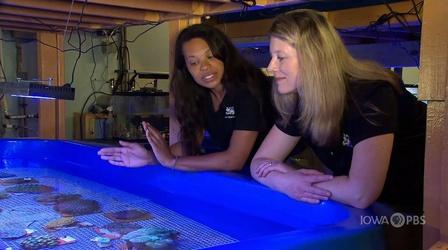 Video thumbnail: Iowa PBS Presents Go Wild: Ocean Coral