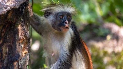 How Zanzibar Red Colobus Monkeys Use Charcoal for Survival