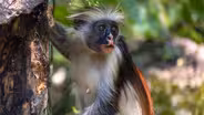 How Zanzibar Red Colobus Monkeys Use Charcoal for Survival