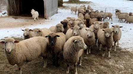 Meet Nanne Kennedy & Her Sheep
