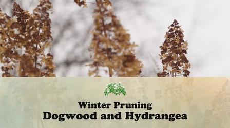 Video thumbnail: Let's Grow Stuff Winter Pruning Dogwood and Hydrangea