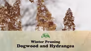 Winter Pruning Dogwood and Hydrangea