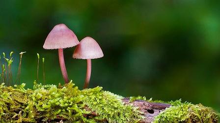 Video thumbnail: Modern Gardener Fungi in Your Garden