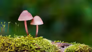 Fungi in Your Garden