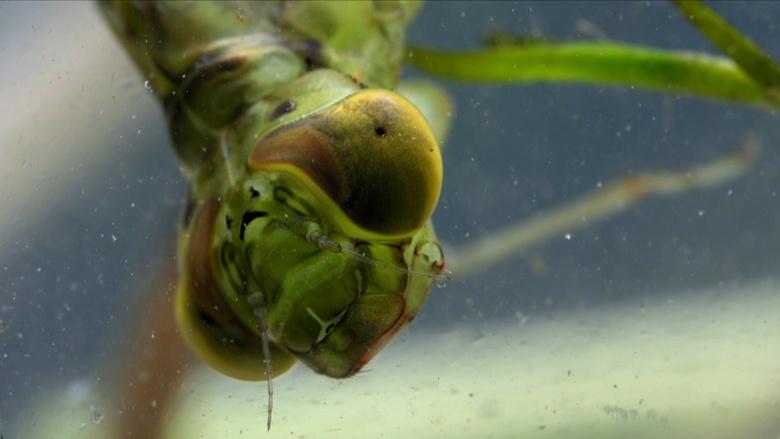 Bugs That Rule the World Image