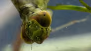 Eat or Be Eaten