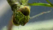 Eat or Be Eaten