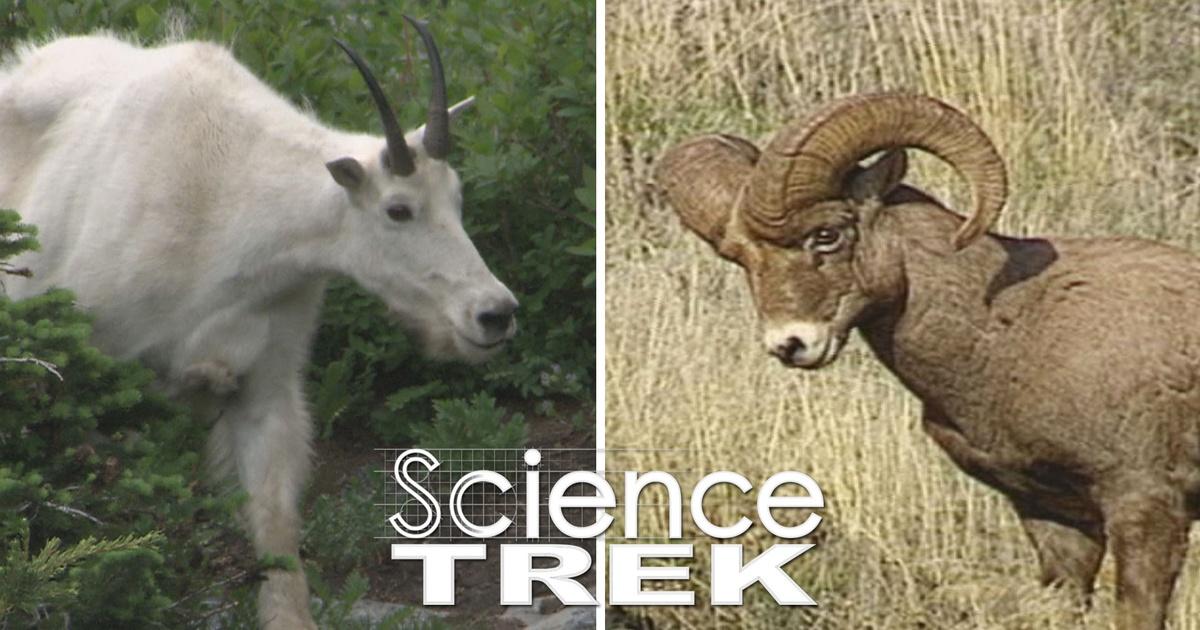 Mountain Goat or Bighorn Sheep 