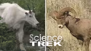 Mountain Goats: Mountain Goat or Bighorn Sheep