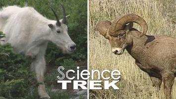Mountain Goats: Mountain Goat or Bighorn Sheep