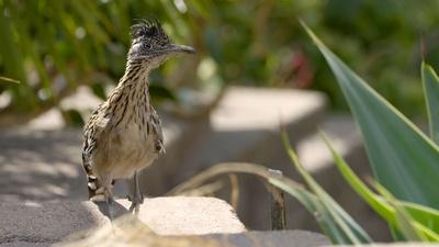 Roadrunner Hunts Hungry Hummingbirds