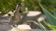 Roadrunner Hunts Hungry Hummingbirds