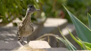 Roadrunner Hunts Hungry Hummingbirds