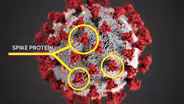 UW Researchers Work Toward COVID-19 Vaccine
