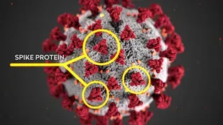 UW Researchers Work Toward COVID-19 Vaccine