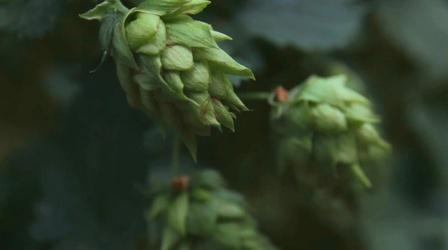 Video thumbnail: Outdoor Idaho Hops & Barley