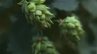 Hops & Barley