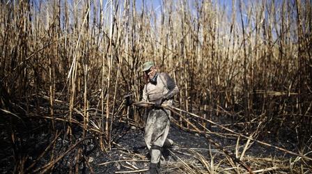 Video thumbnail: PBS NewsHour The ‘silent massacre’ killing Salvadoran sugarcane workers