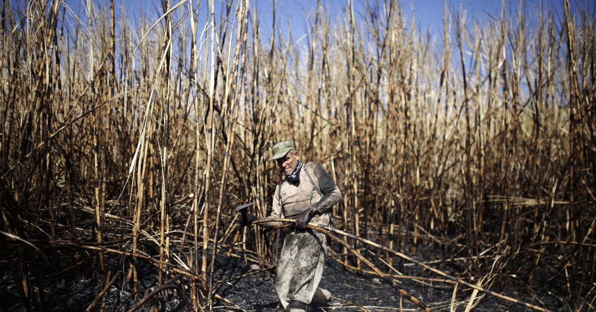 PBS News Hour The ‘silent massacre’ killing Salvadoran sugarcane