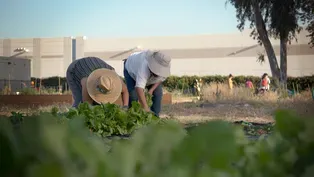 San Bernardino's Garden of Health: A Place of Resistance