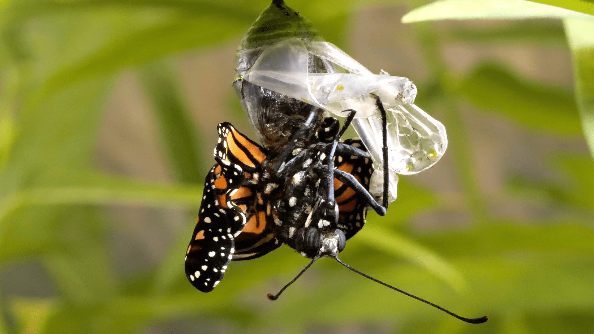 Deep　Nasty　14　Season　Butterfly　Ruining　Parasite　Look　Episode　Is　Wings　Monarch　This　PBS