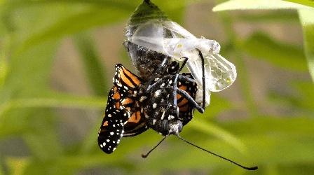 Video thumbnail: Deep Look This Nasty Parasite Is Ruining Monarch Butterfly Wings